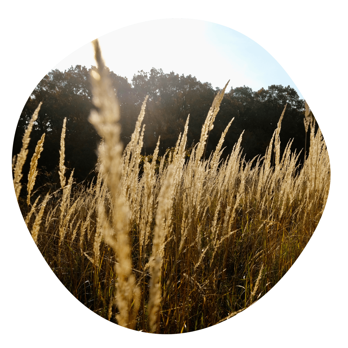 Fotka - detail lúky